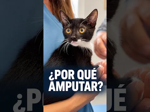 No siente su pata. Pero sigue jugando.