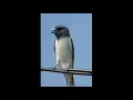 Download Lagu suara pikat burung kekep Babi dijamin Ampuh langsung nyaut