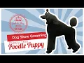 Dog Show Grooming How to Groom a Poodle Puppy