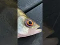 Download Lagu Fish eye got a parasite