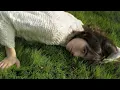Grass