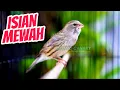 Download Lagu ISIAN MEWAH JUARA - MASTERAN KENARI ISIAN BLACKTHROAT GACOR SUARA JERNIH MUDAH MASUK