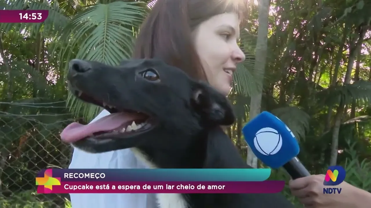 Abandono de animais aumenta durante o fim de ano