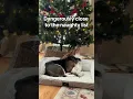 Lagu @chuck.bass.the.ba: Spotted: Chuck Bass… dangerously close to the Naughty List. #dog #doglover
