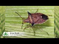 Problems with Stinkbugs