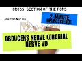 2-Minute Neuroscience Abducens Nerve Cranial Nerve VI