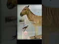 Download Lagu The next animals to be brought back from extinction #prehistoric #deextinction #mammoth