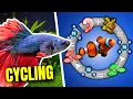 The Aquarium Nitrogen Cycle EXPLAINED For Beginners