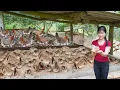 Download Lagu Make Many Nest For The Hen To Incubate Eggs And Hatch Many Chicks To Raise | My Bushcraft / Nhất