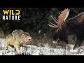 HARSH ALASKA The Survival Struggle of Wildlife Animal documentary