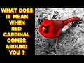 WHAT DOES IT MEAN WHEN A RED CARDINAL BIRD COMES AROUND YOU