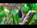 Download Lagu SUARA BURUNG ROBIN JEPANG SUARA MERDU BAGUS BUAT MASTERAN_ @sultanakbar