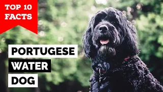 Download Portuguese Water Dog - Top 10 Facts MP3