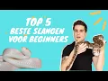 Download Lagu De Top 5 BESTE Slangen voor Beginners!