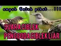 Download Lagu SUARA CUITAN CIBLEK BETINA UNTUK MEMANCING CIBLEK JANTAN MALAS BUNYI AUTO LANGSUNG GACORRR!!!