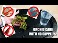 Download Lagu How to Care for a New Orchid without Orchid supplies!