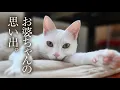 Download Lagu お婆ちゃんが子供の頃に飼っていた猫の話し。
