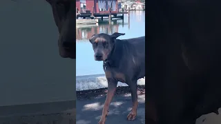 #Fyp #dream #doberman #pets #wildlife