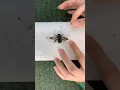 Preserving a fuzzy bumblebee
