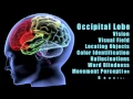 Traumatic Brain Injuries Effects of damage to different lobes of the brain