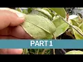 Lagu How To Bring Hoyas To life  With Crinkly Leaves (Part 1)