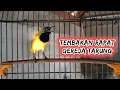 Download Lagu TEMBAKAN RAPAT SOGON GACOR ISIAN GEREJA TARUNG     #sogongacor #sogonisiangereja #sogontembakanrapat