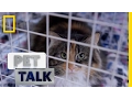The Cat Cafe Craze Pet Talk