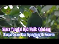 Download Lagu Suara Tunggal MP3 Walik kembang || Sangat Cocok Buat Nyanggong