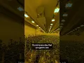 Behind-the-scenes at one of Florida s largest cannabis facilities The Flowery Tour