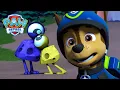 Download Lagu Chase menyatukan kembali batu-batu angkasa! 👽🪐 | PAW Patrol | Episode Indonesia | Kompilasi