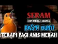 Download Lagu SERAM ANIS MERAH JANTAN PASTI BUNYI, TERAPI PAGI BURUNG ANIS MERAH