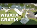 Download Lagu Menikmati suara Angsa putih yang merdu