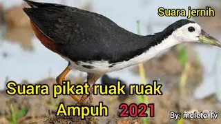 Download suara pikat burung ruak ruak terampuh 2021 suara jernih 👍👍 MP3