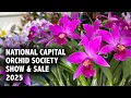 Download Lagu National Capital Orchid Society Show \u0026 Sale 2025 | International \u0026 Local Vendors + Colorful Displays