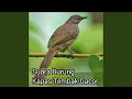 Download Lagu Suara burung kapas tembak gacor