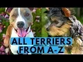 All Terrier Dog Breeds List from A to Z