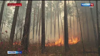 В Омске снижается число пожаров в лесах