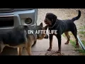 Afterlife - Alex G (Small lyric version)