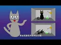 【這樣說，我就懂】薛丁格貓態