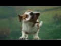 Slobber shake