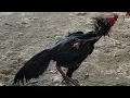 Download Lagu mampir ke pasar ayam bangkok, ketemu ayam pama ninja di pasar ayam bangkok \u0026 ayam mangon