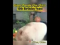 Download Lagu Giant panda Qin Qin's 10th birthday feast #china #panda #asia #animal #celebrity