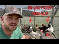 Too Many Roosters Homestead Problems
