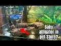 Crazy Reptile Stores in Florida Have EXOTIC PETS Pet Store Tour with iguana man and Ninja
