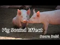 PIG SOUND EFFECT SUARA BABI SUARA BINATANG