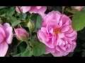 Best Roses-David Austin Gertrude Jekyll Voted the UK s favorite rose Elegant and Fragrant