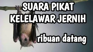 Download SUARA PIKAT KELELAWAR JERNIH || AMPUH || RIBUAN DATANG || TERJEBAK!!!!!! MP3