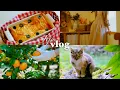 Lagu 6 Dagen Heling op Jeju🌿 | Koesterende Momenten met Ghibli Koriko Café, Katten \u0026 Alpaca's