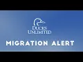 Ducks Unlimited Migration Update from Habitat Flats