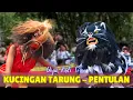 Download Lagu Kucingan Tarung vs Pentulan (Official Music Video)